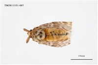 藏品(毒蛾科)的圖片